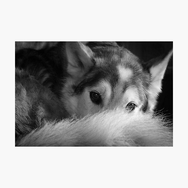 Husky Photographic Print