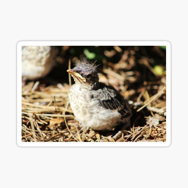 Baby Mockingbird Sticker