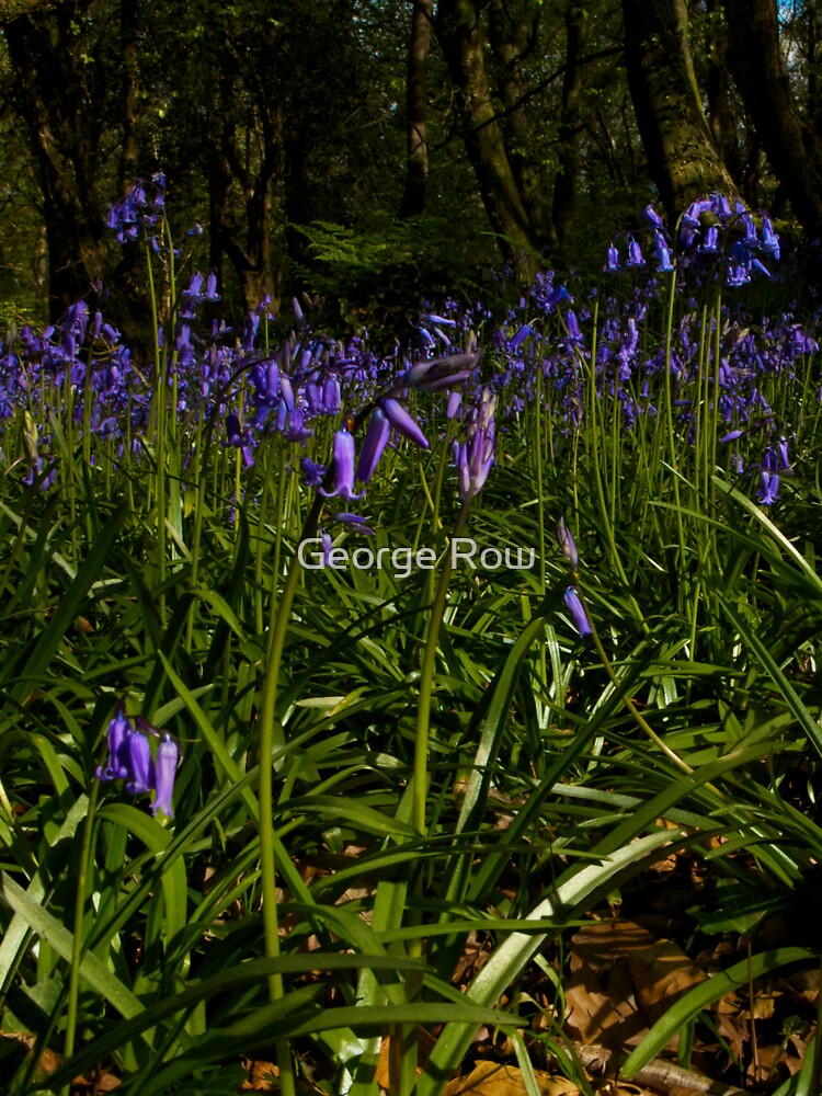 Bluebells in Prehen Woods by VeryIreland