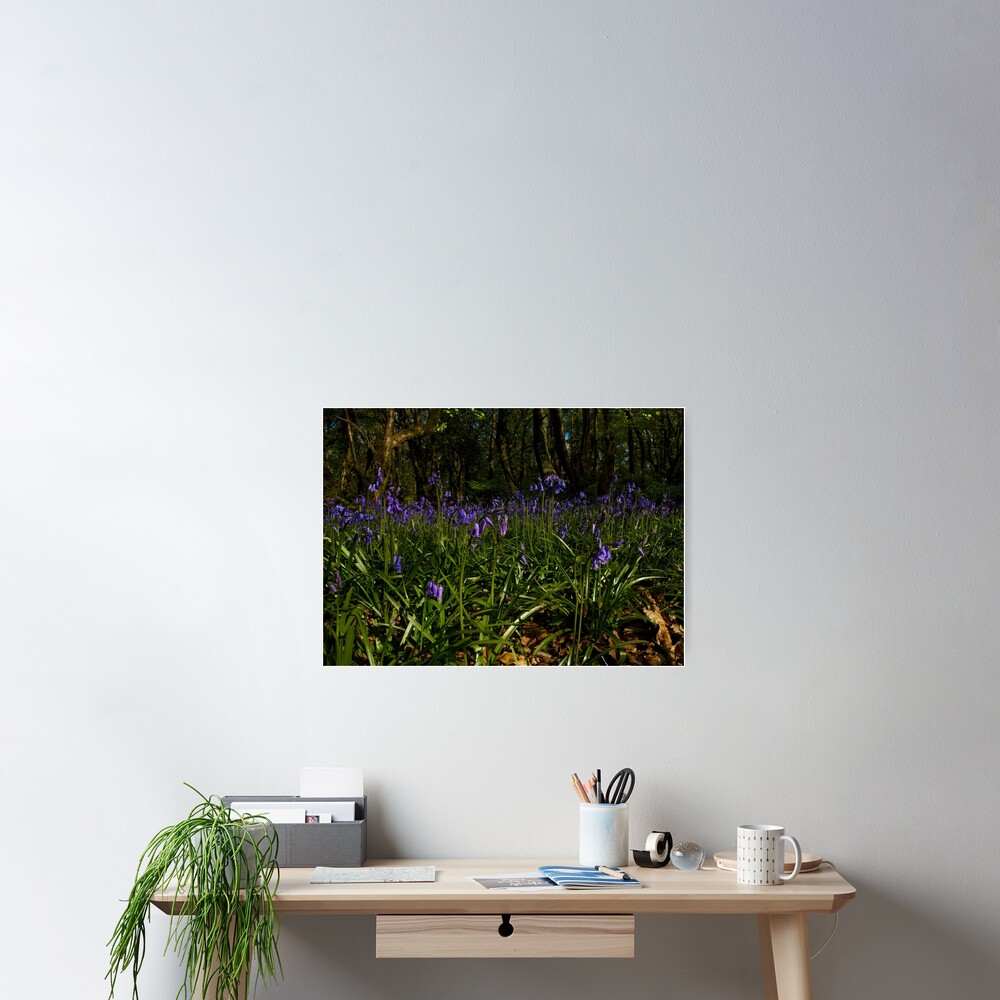 Bluebells in Prehen Woods Poster