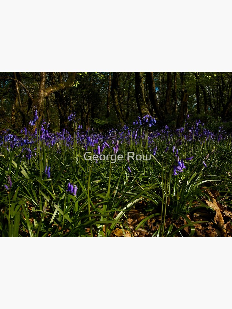 Bluebells in Prehen Woods by VeryIreland