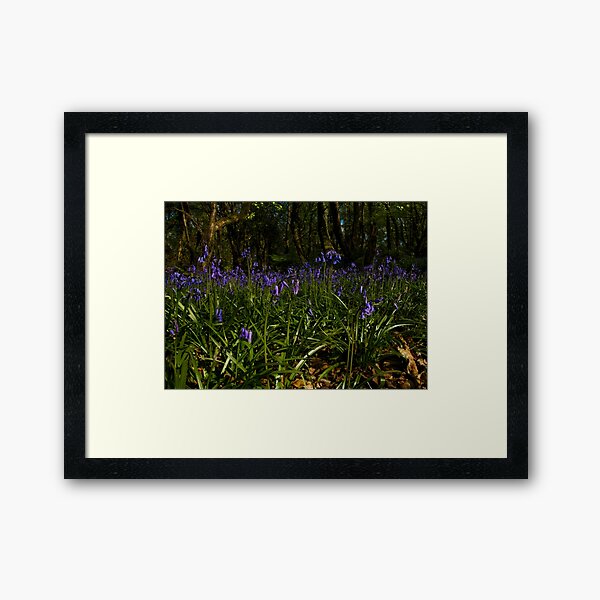 Bluebells in Prehen Woods Framed Art Print
