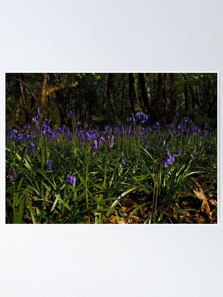 Alternate view of Bluebells in Prehen Woods Poster
