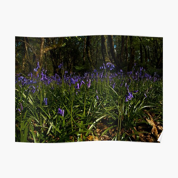 Bluebells in Prehen Woods Poster