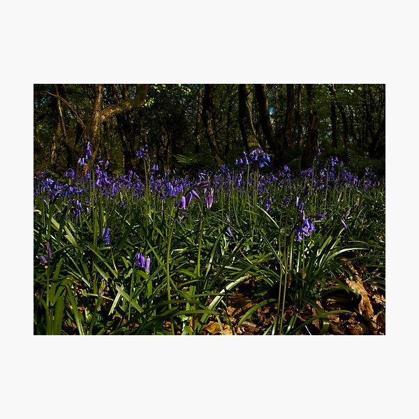 Bluebells in Prehen Woods Photographic Print