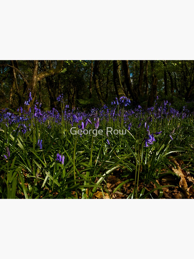 Bluebells in Prehen Woods by VeryIreland