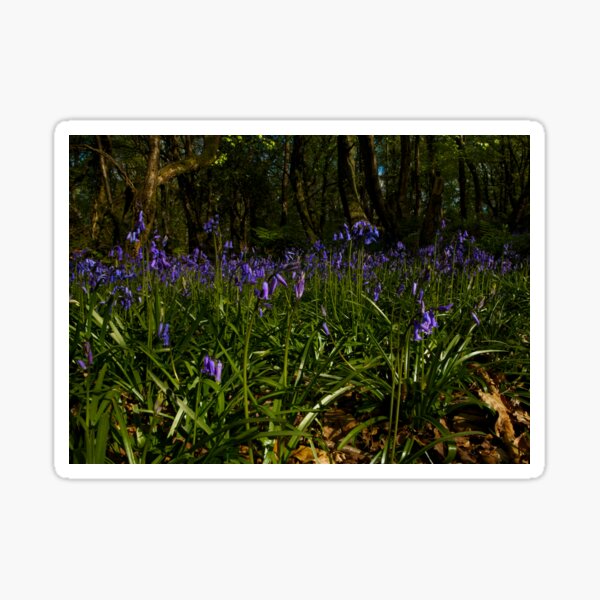 Bluebells in Prehen Woods Sticker