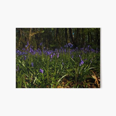 Bluebells in Prehen Woods Art Board Print