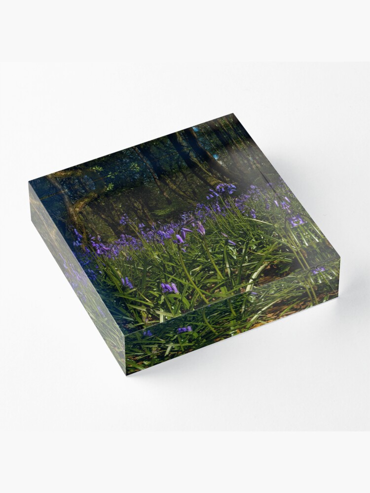 Alternate view of Bluebells in Prehen Woods Acrylic Block