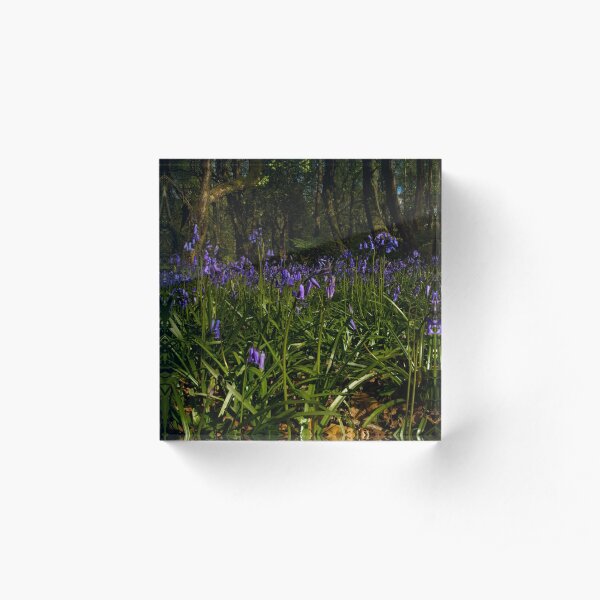 Bluebells in Prehen Woods Acrylic Block