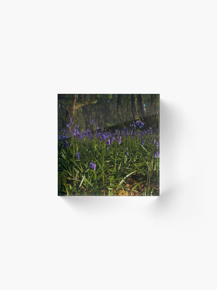 Alternate view of Bluebells in Prehen Woods Acrylic Block