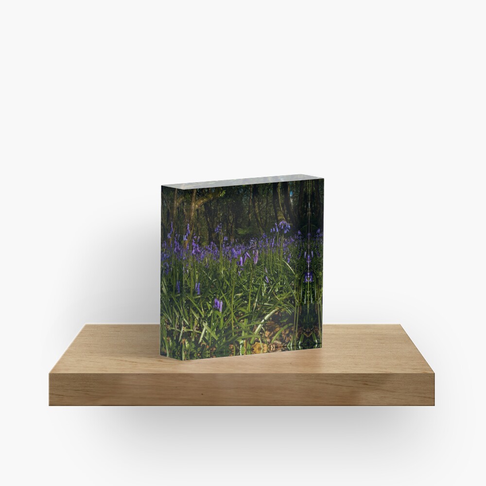 Bluebells in Prehen Woods Acrylic Block