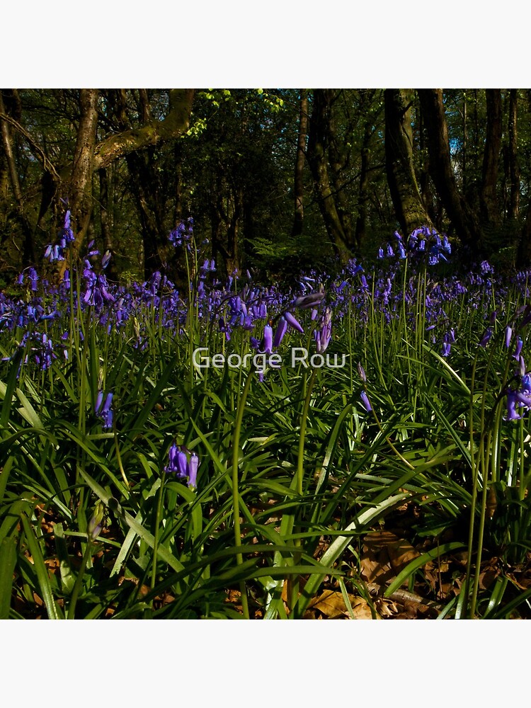 Bluebells in Prehen Woods by VeryIreland
