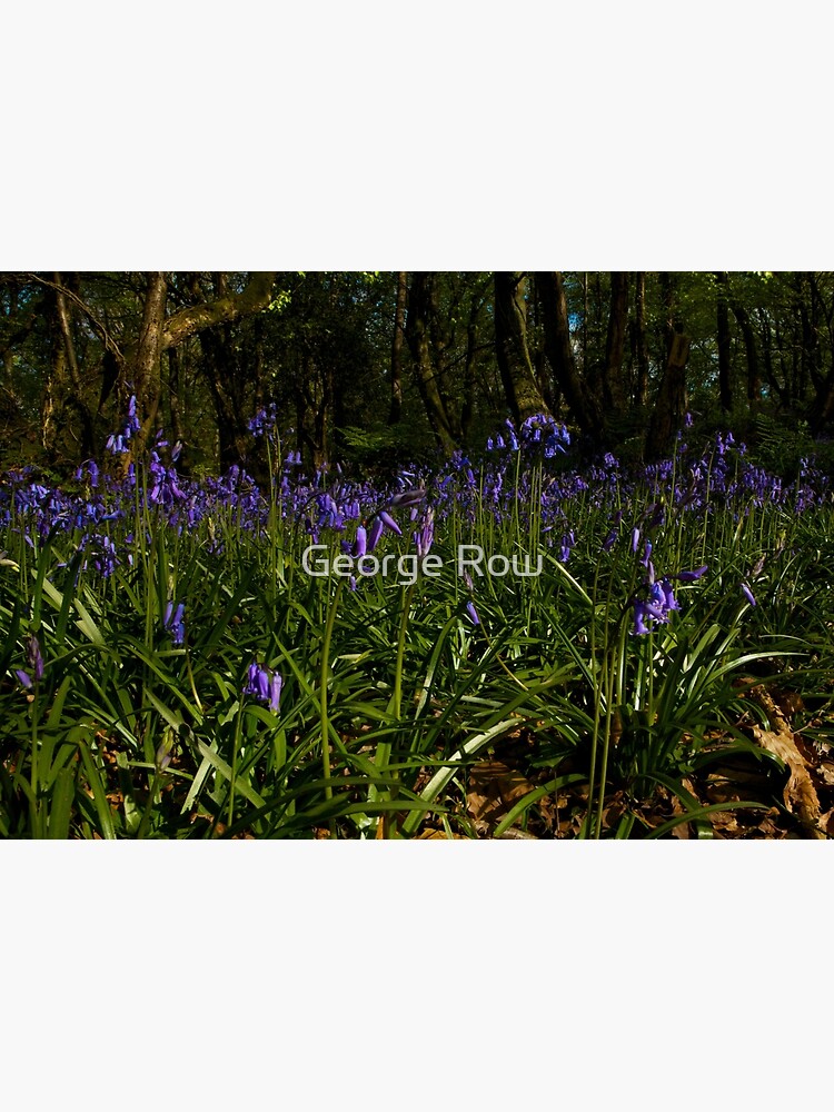 Bluebells in Prehen Woods by VeryIreland