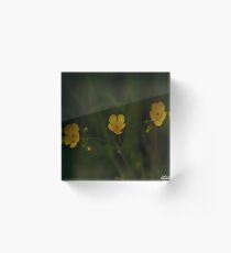 Three Meadow Buttercups - Burntollet Woods, County Derry Acrylic Block