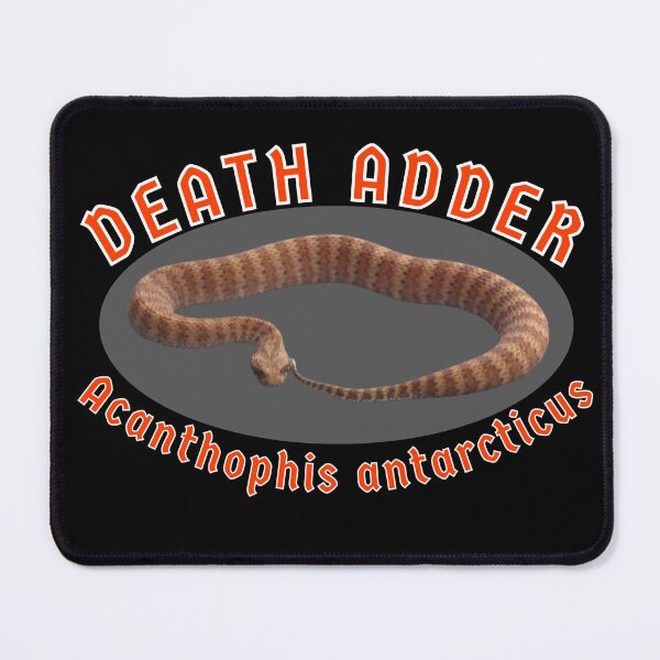 Item preview, Death Adder Acanthophis antarcticus Venomous Snake designed and sold by MojaveTradePost.