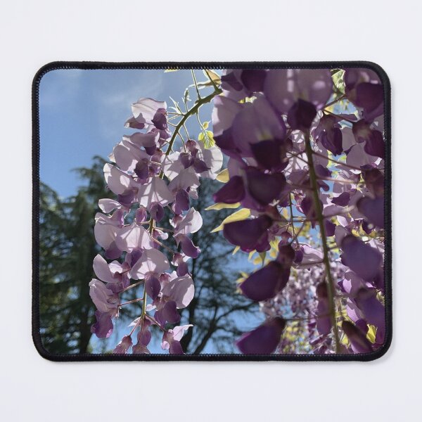 Item preview, Wisteria blooming designed and sold by agnessa38.