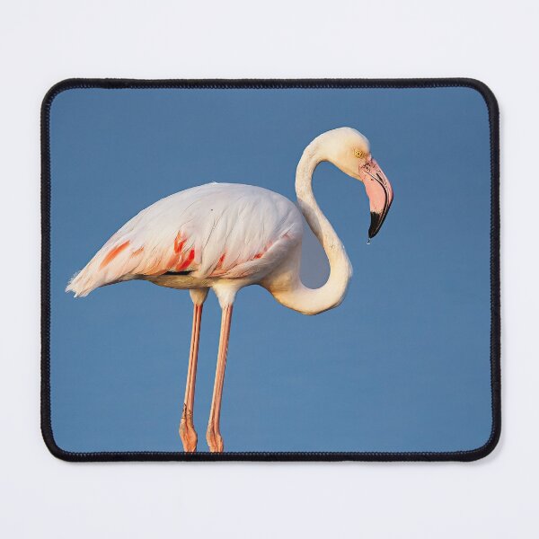 Item preview, Greater Flamingo designed and sold by Opethian666.