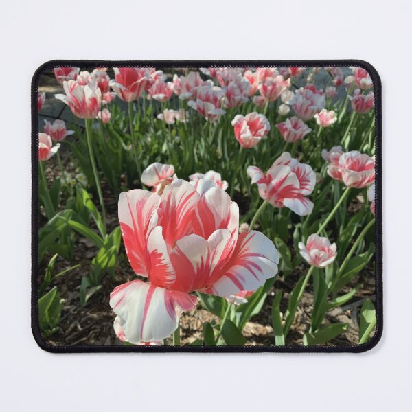 Item preview, Spring - Tulip Red&White designed and sold by agnessa38.