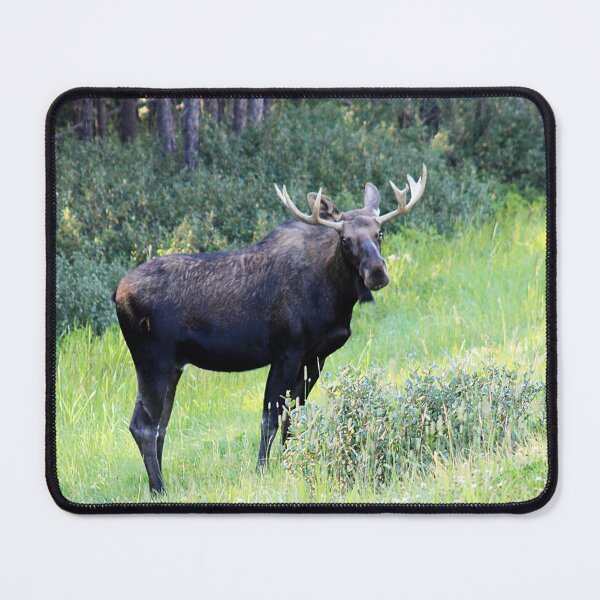 Item preview, Moose designed and sold by Alyce Taylor.