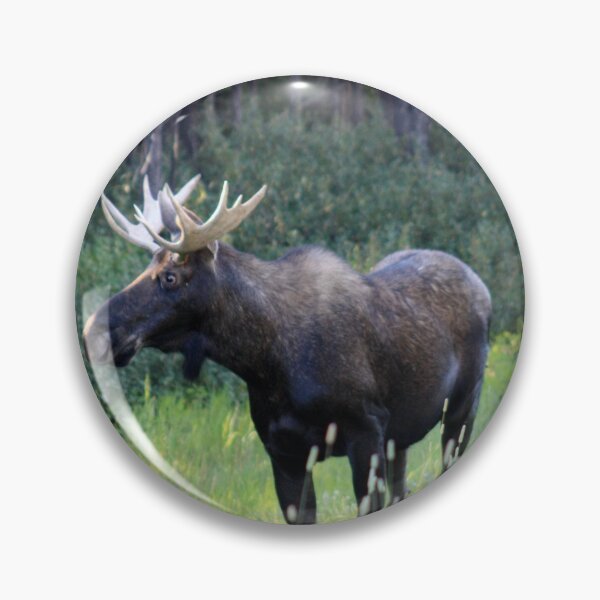Item preview, Moose in Kananaskis designed and sold by Alyce Taylor.