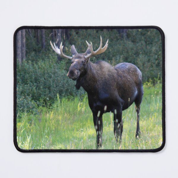 Item preview, Canadian Moose designed and sold by Alyce Taylor.