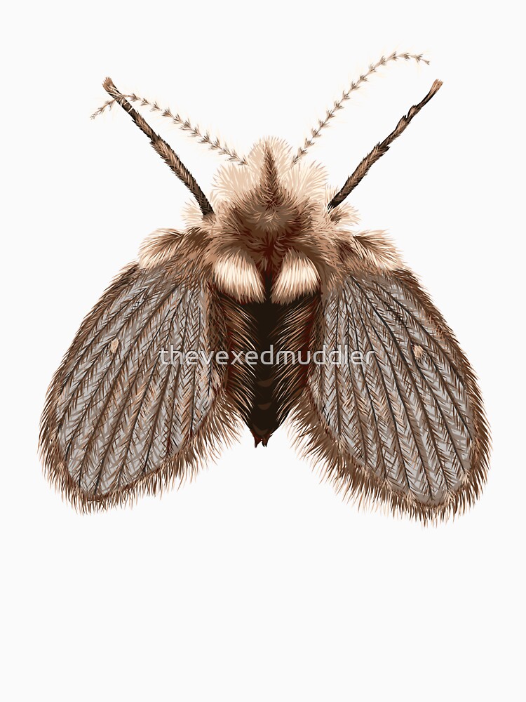 Clogmia albipunctata by thevexedmuddler