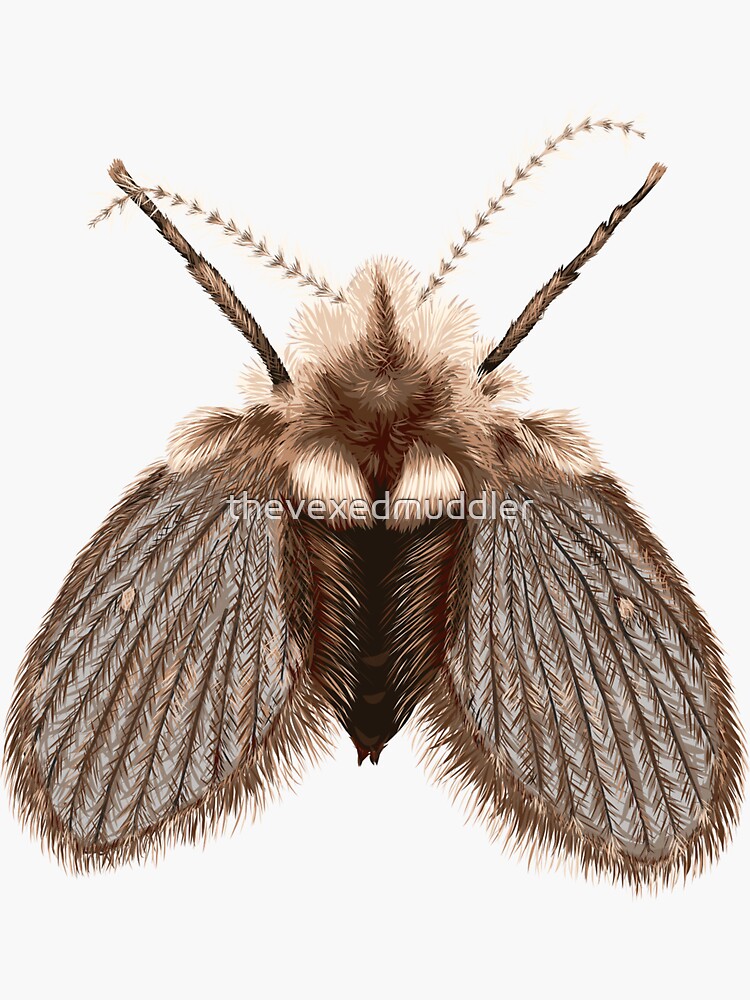 Clogmia albipunctata by thevexedmuddler