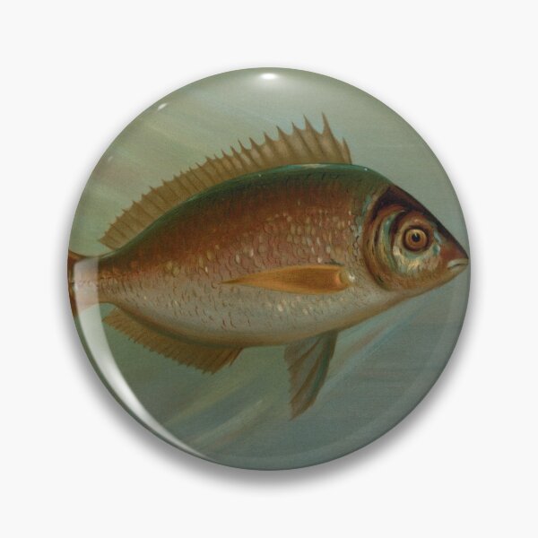 Item preview, The Blackfish or Tautog by John L. Petrie designed and sold by badmemes.