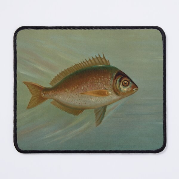Item preview, The Blackfish or Tautog by John L. Petrie designed and sold by badmemes.