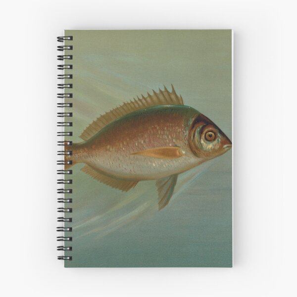 Item preview, The Blackfish or Tautog by John L. Petrie designed and sold by badmemes.