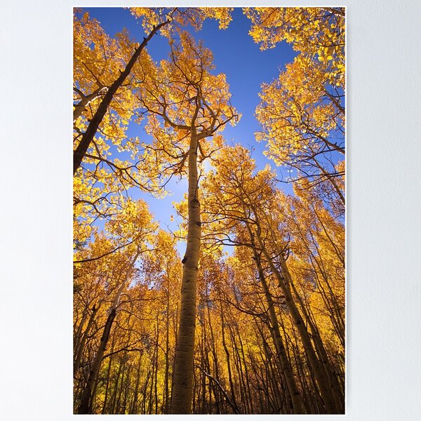 Item preview, "Aspen #6" designed and sold by johnny gomez.