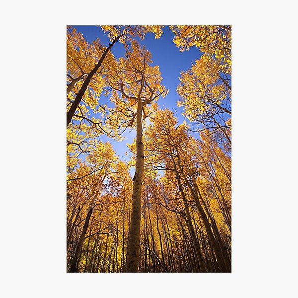Item preview, "Aspen #6" designed and sold by johnny gomez.