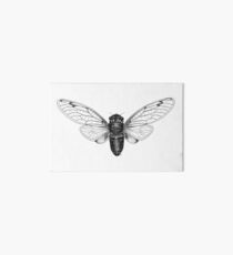 Cicada Art Board