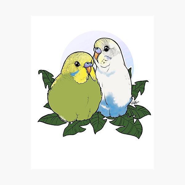Budgie Brothers Photographic Print