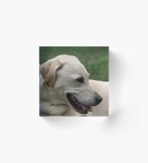 Yellow Lab Acrylic Block