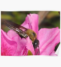 bumble bee Poster