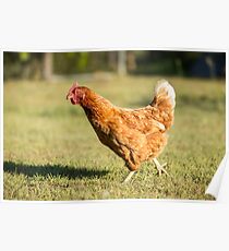 Chook Poster