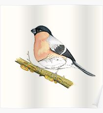 oiseau paysage Poster