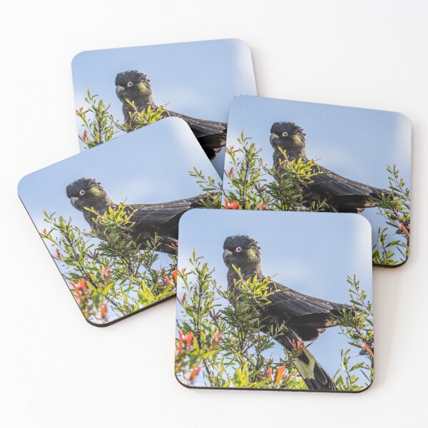 Item preview, Yellow Tailed Black Cockatoo, McCrae, Mornington Peninsula, Vic, Australia designed and sold by Vicki Walsh.