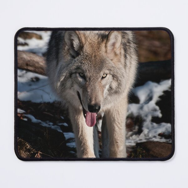 Item preview, Grey Wolf designed and sold by Michael Cummings.