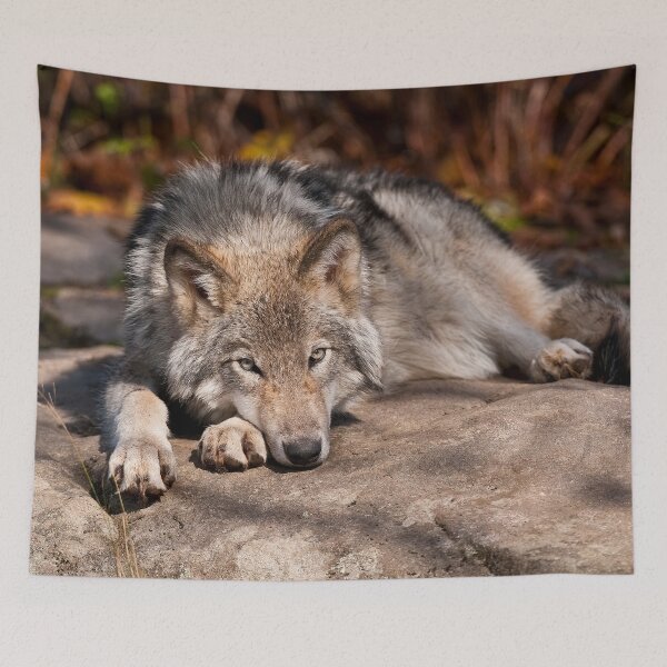 Item preview, Gray Wolf designed and sold by Michael Cummings.