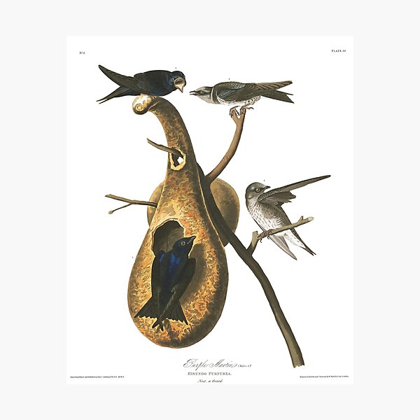 Item preview,  Purple Martin - John James Audubon designed and sold by billythekidtees.