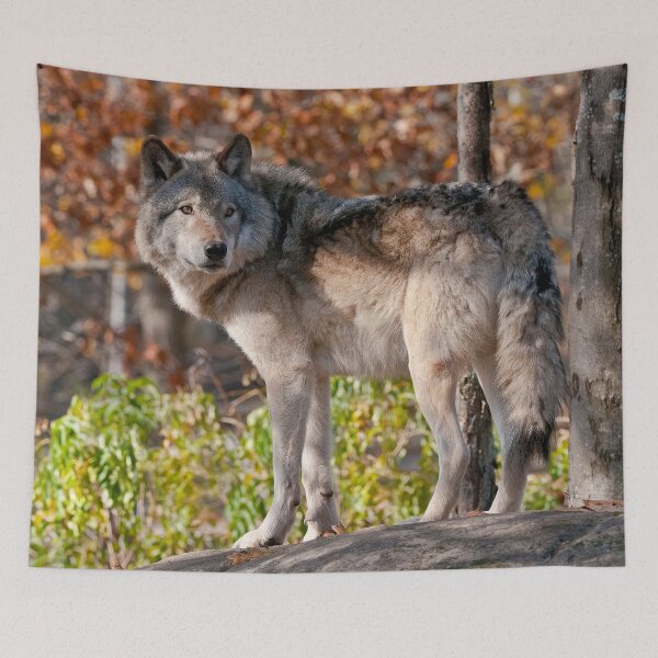 Item preview, Timber Wolf designed and sold by Michael Cummings.