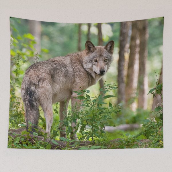 Artikelvorschau, Grauer Wolf entworfen und verkauft von Michael Cummings.