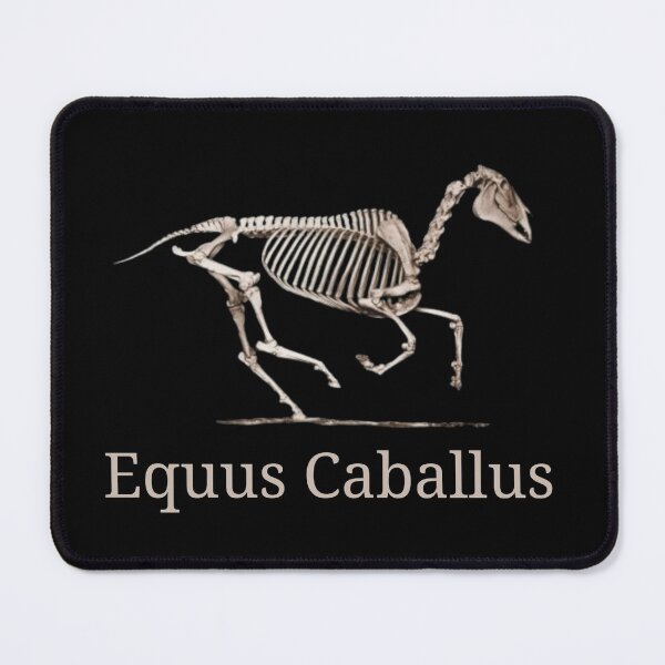 Item preview, Copy of Horse Equine skeleton - Veterinarian vet nurse designed and sold by HaychGee.