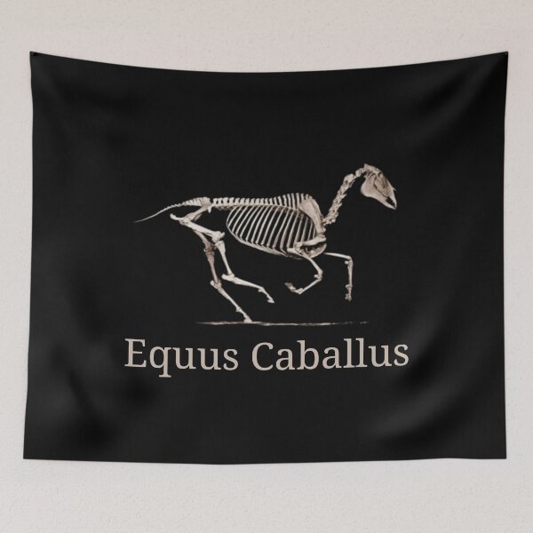 Item preview, Copy of Horse Equine skeleton - Veterinarian vet nurse designed and sold by HaychGee.