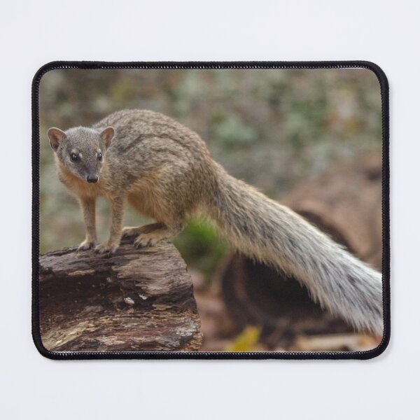 Item preview, Bokiboky posing long tail designed and sold by photosbygemmad.