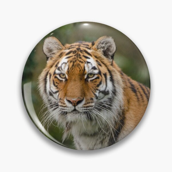 Item preview, Amur tiger portrait designed and sold by photosbygemmad.