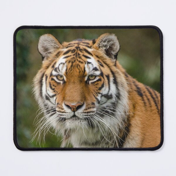Item preview, Amur tiger portrait designed and sold by photosbygemmad.